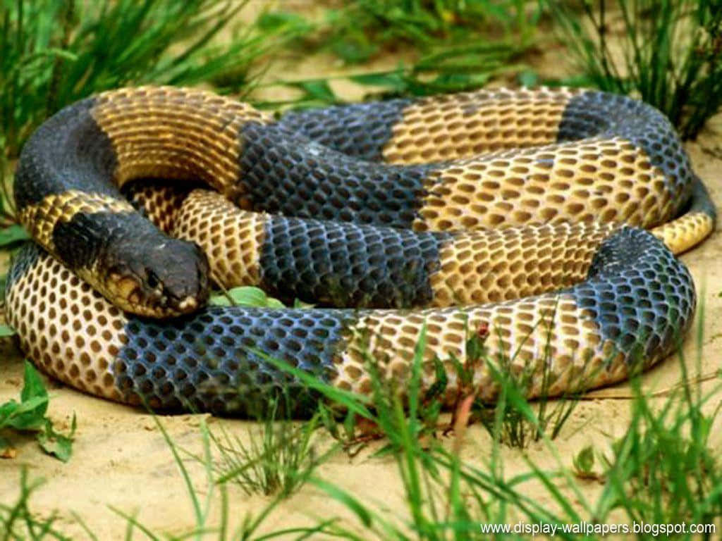 Intimidating and Majestic, the Cobra Snake