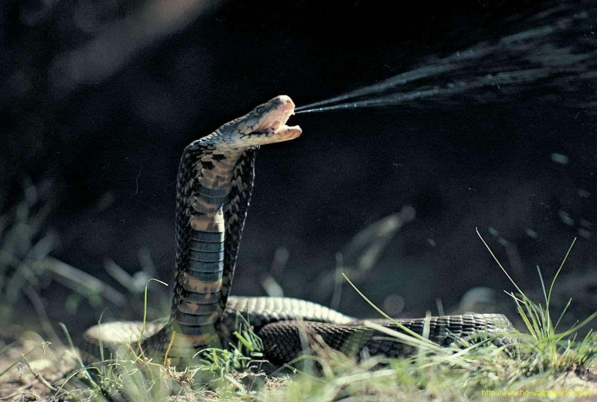 Cobra Snake Lurking