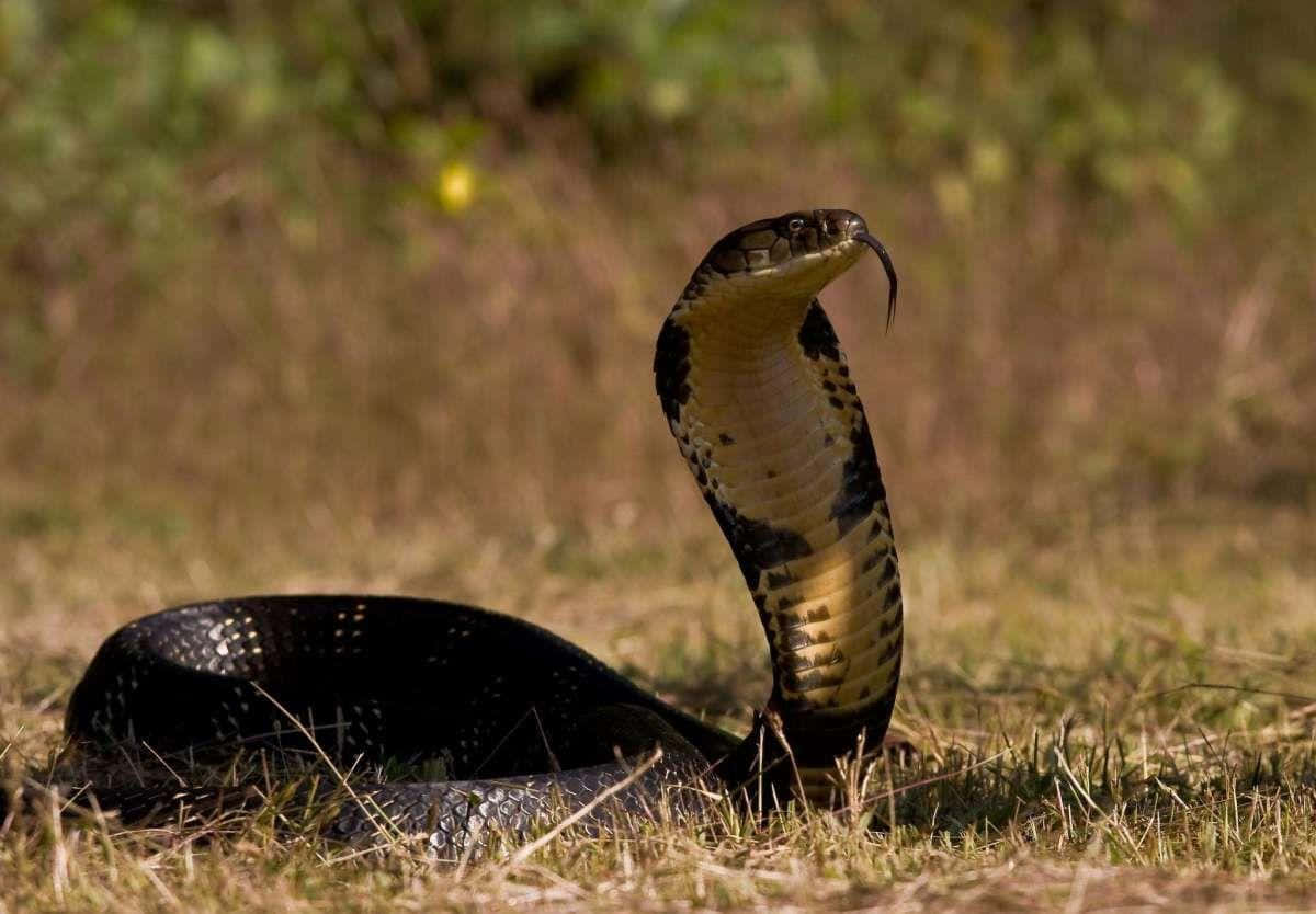 Image  An intimidating cobra snake poised, ready to strike