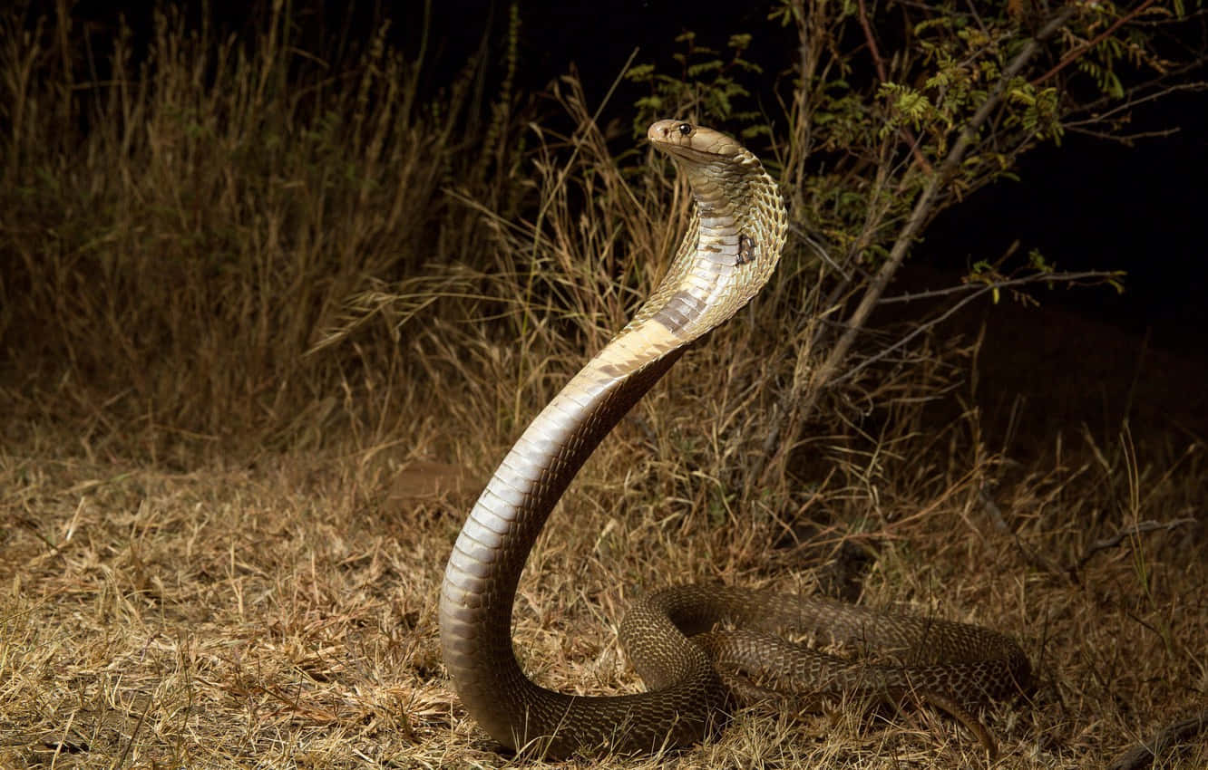 A yellow and black diamondback cobra snake readying to strike