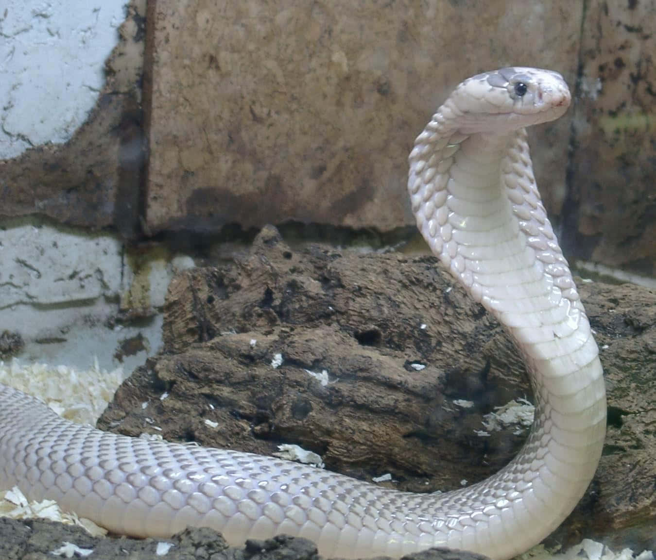 A White Snake Is Sitting On A Rock