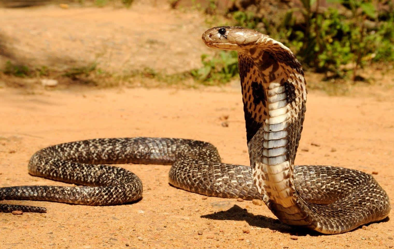 A fierce cobra snake winding around a branch.
