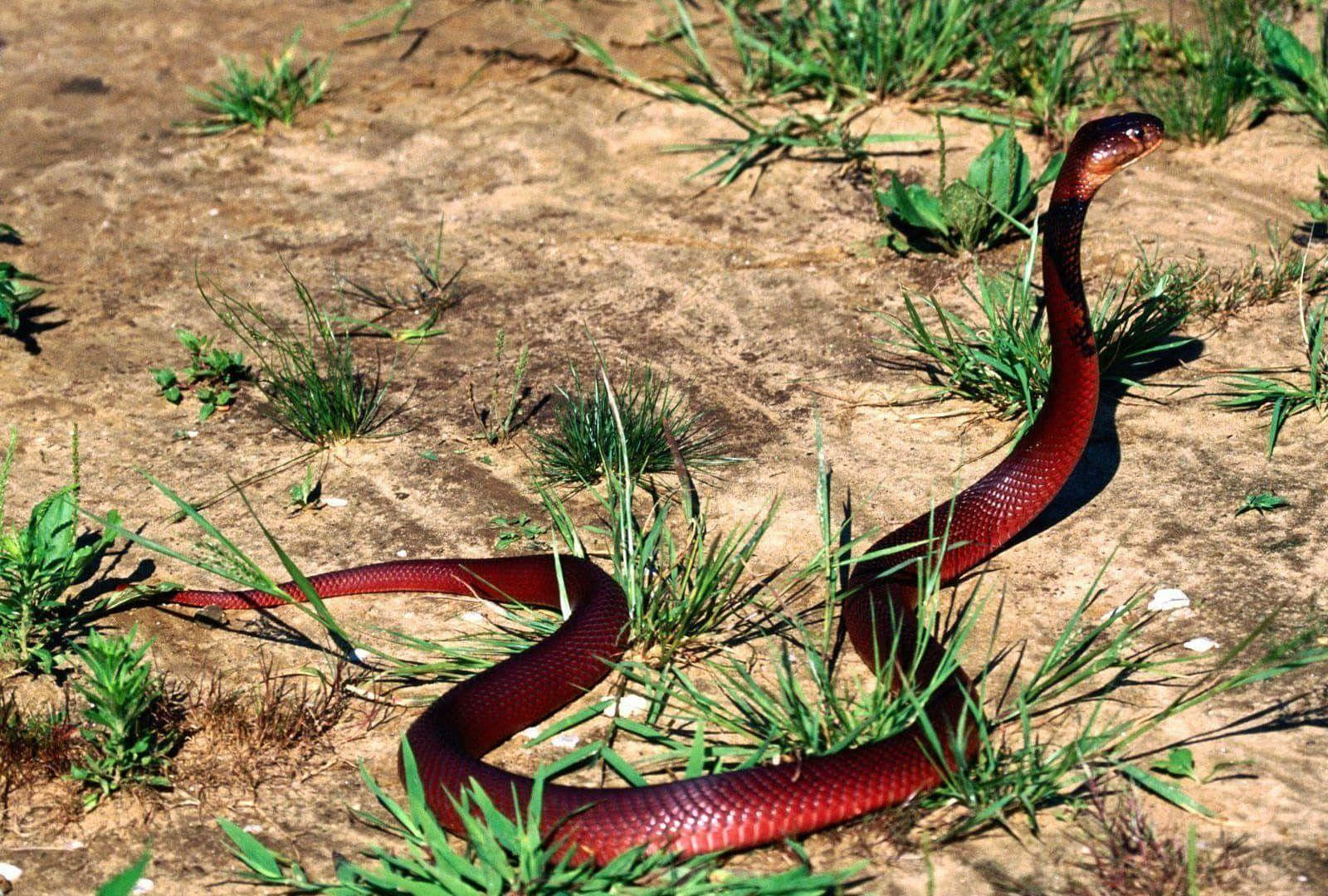 A Red Snake In The Dirt