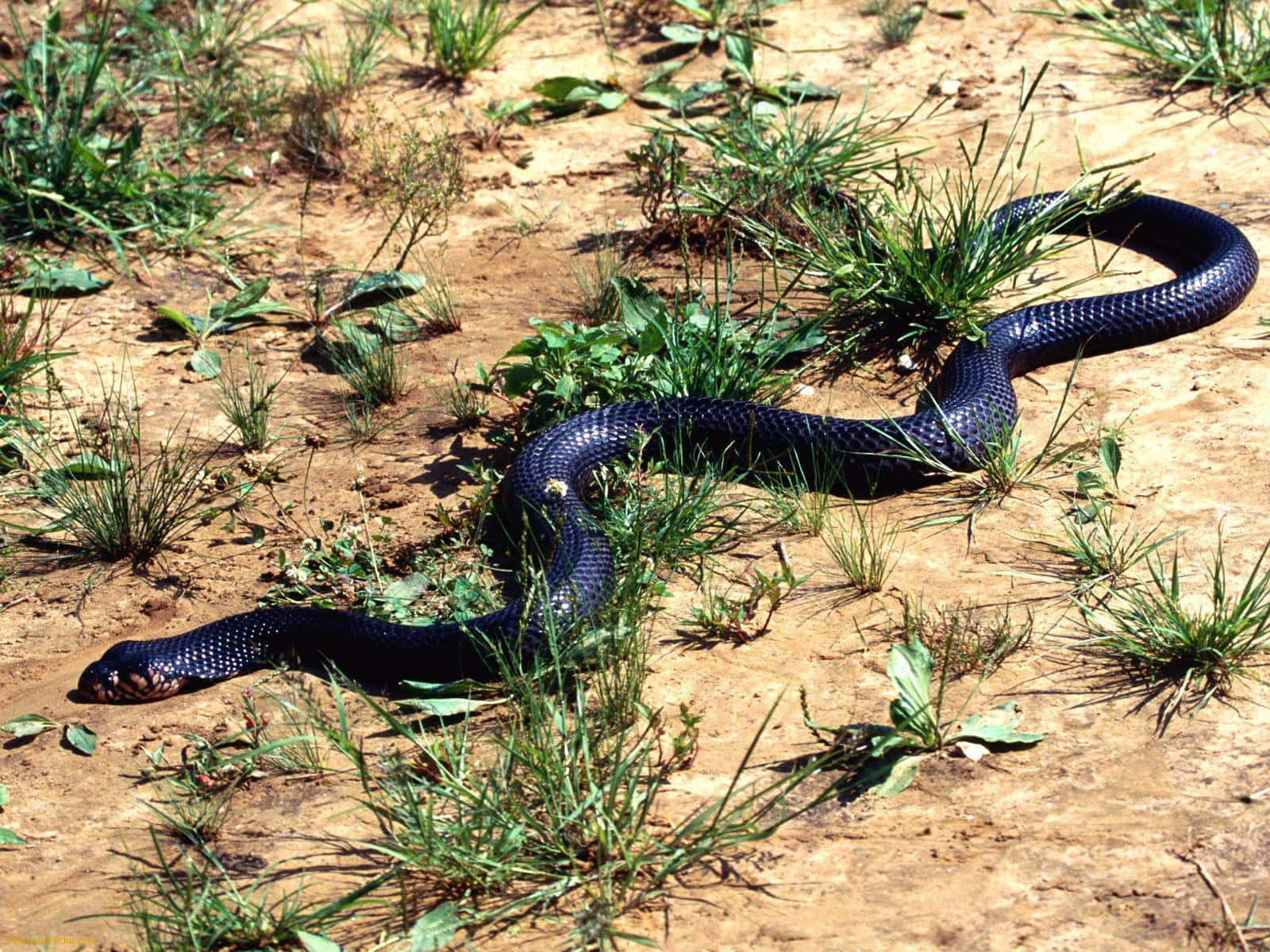 A Magnificent Cobra Snake