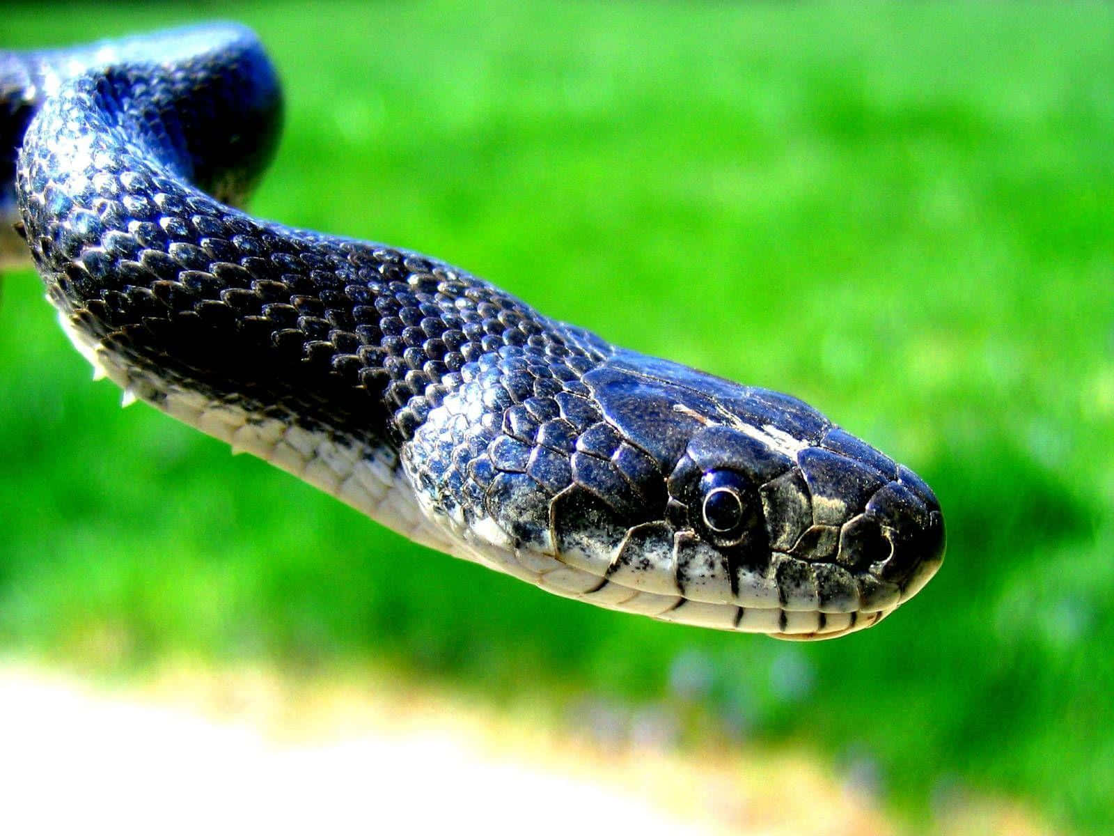Lamirada Intimidante De Una Majestuosa Serpiente Cobra