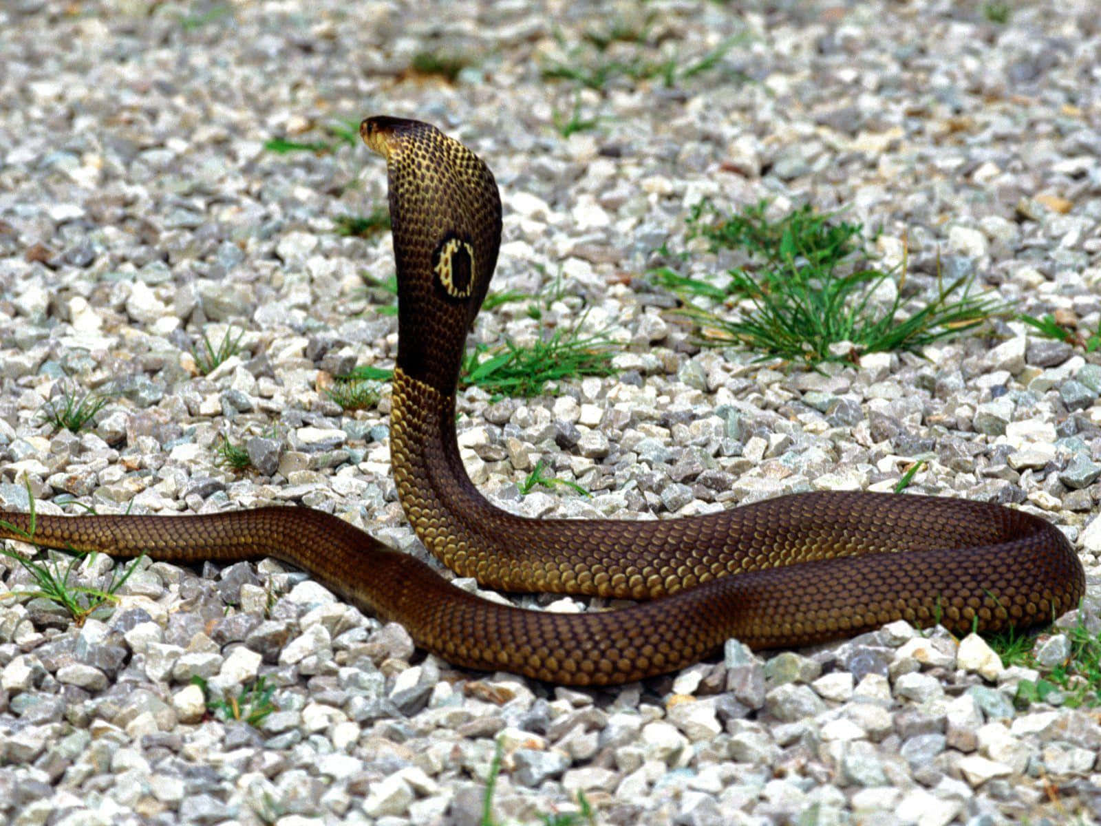 "Hissing Cobra Snake"