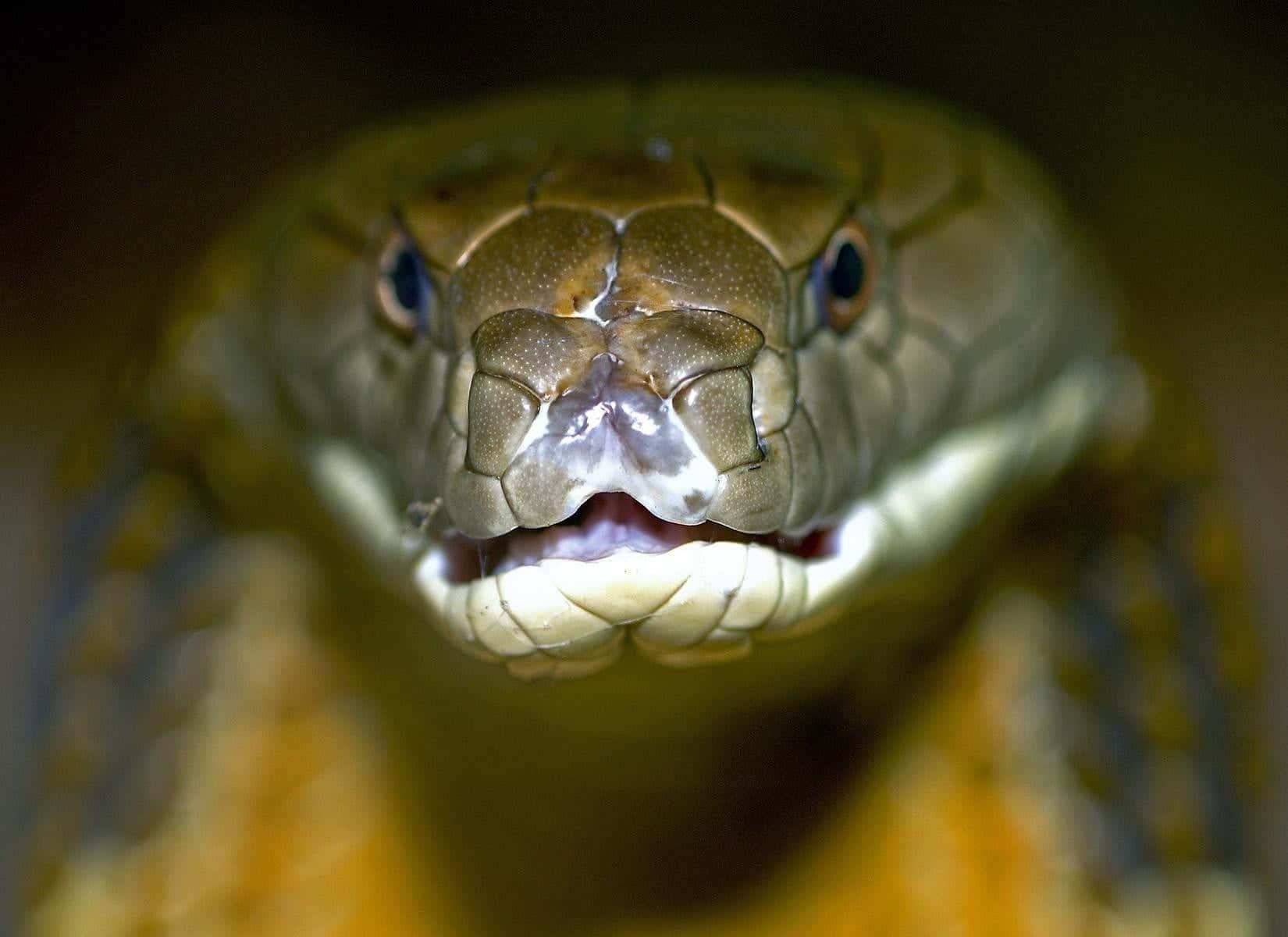 Unasorprendente Serpiente Cobra