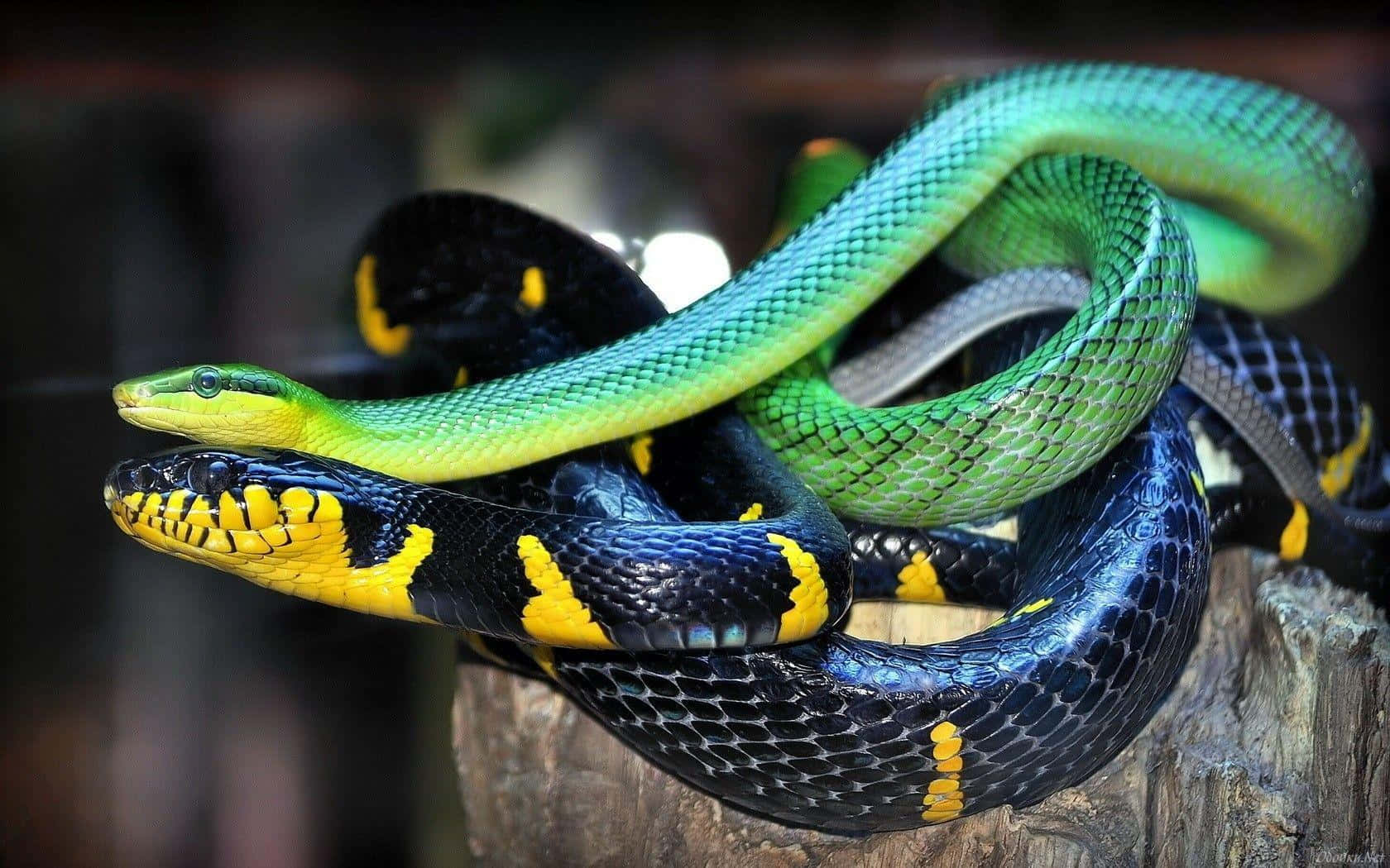 "The elegant markings of a Cobra snake stand out in this intense portrait."