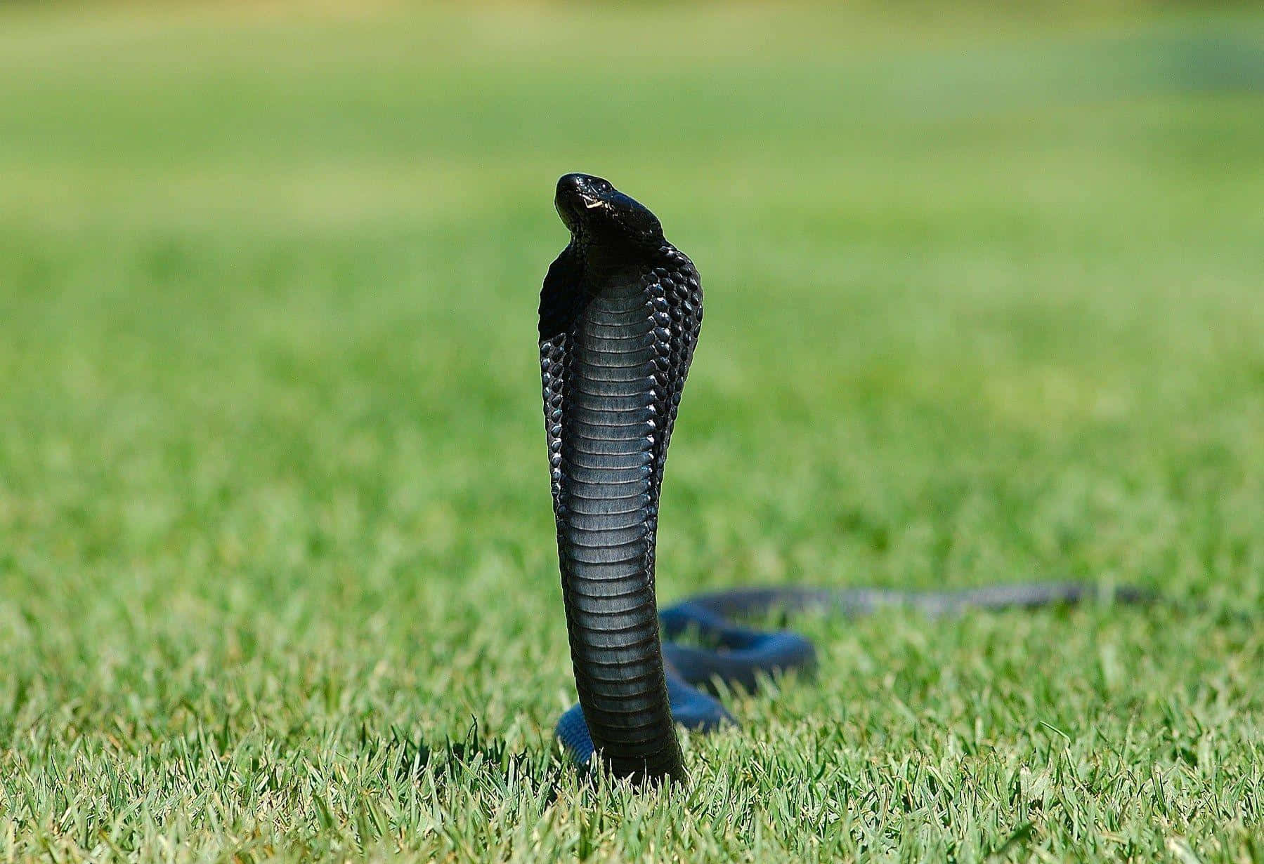 Photo  A menacing cobra snake coils and readies to hiss at its prey