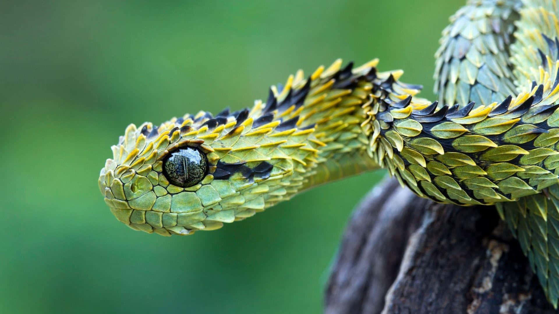 "The Eye of a Beautiful Cobra Snake"