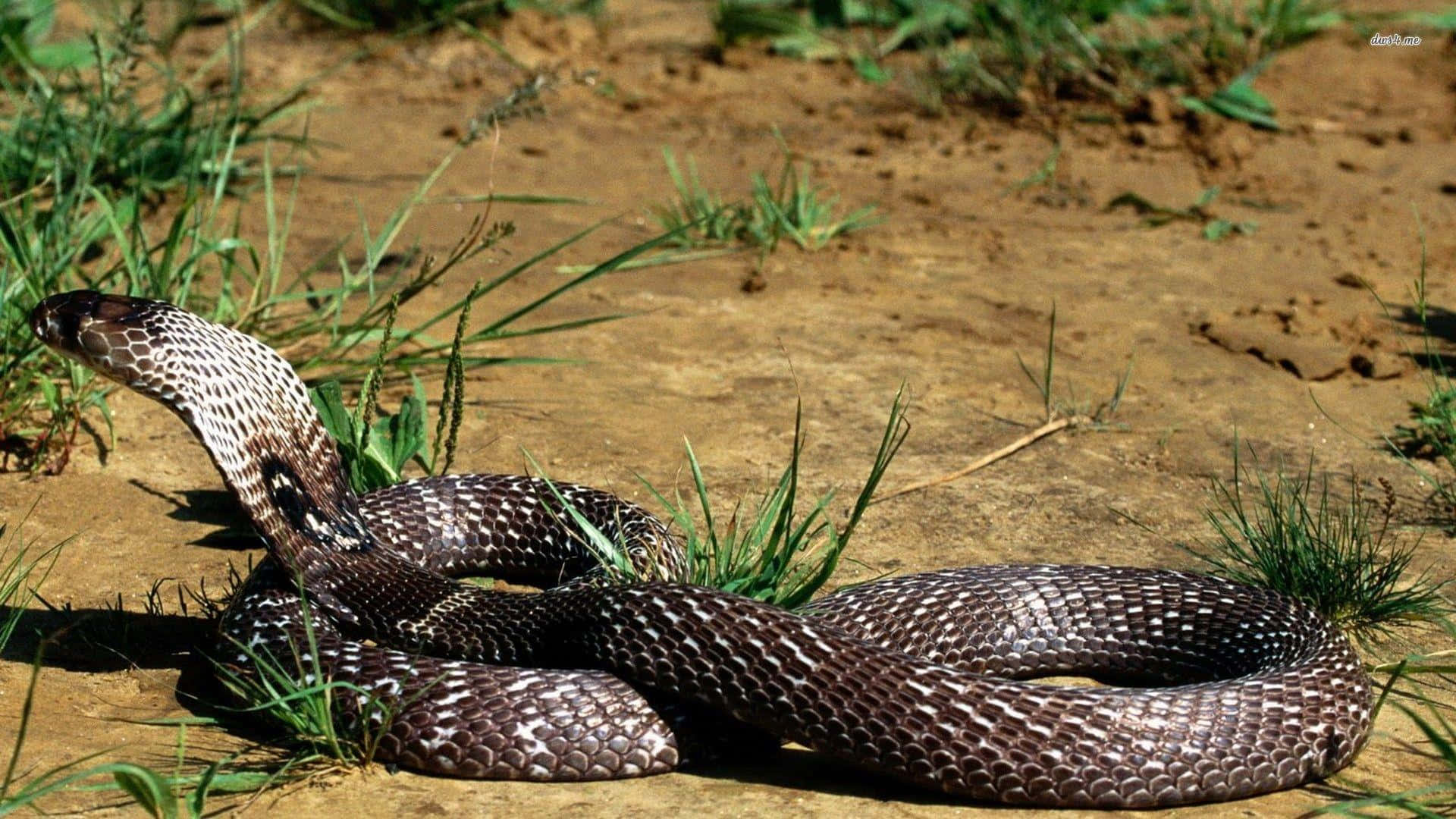 A Black And White Snake Laying On The Ground