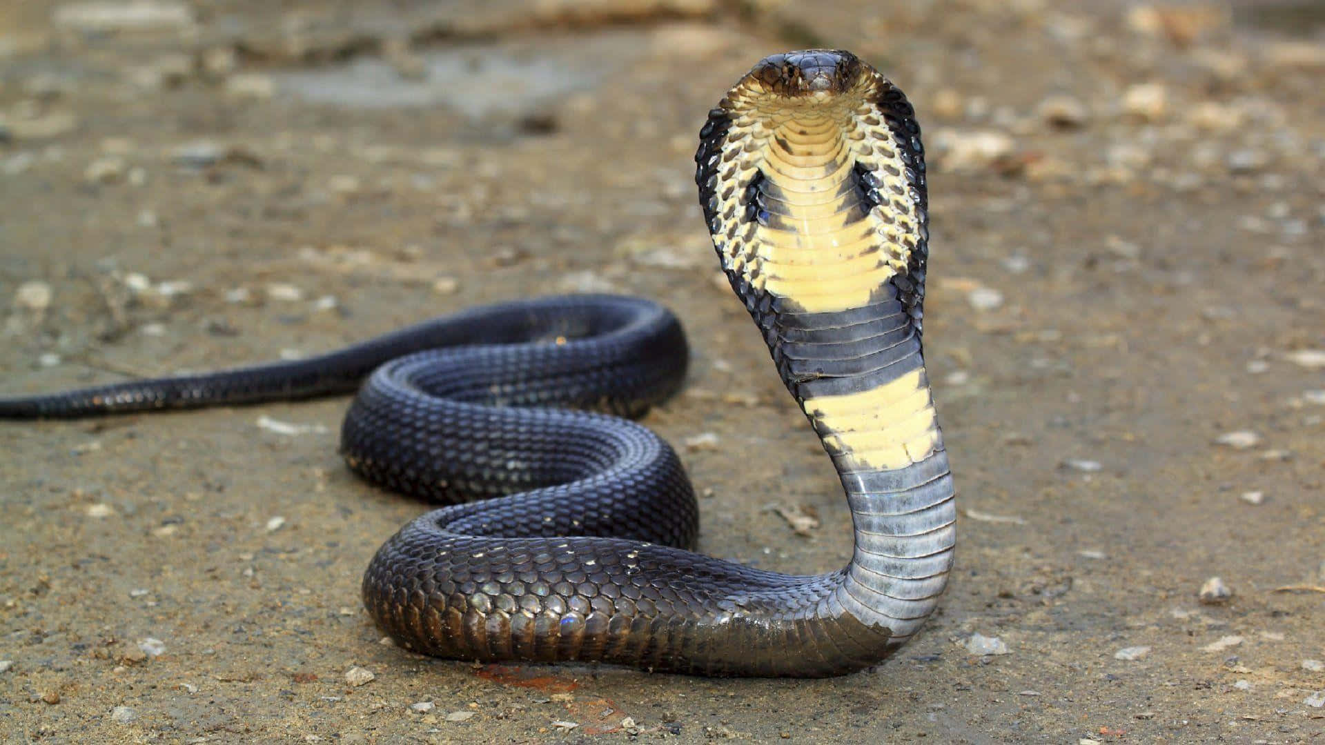 Unserpente Cobra Selvatico Mostra Il Suo Cappuccio