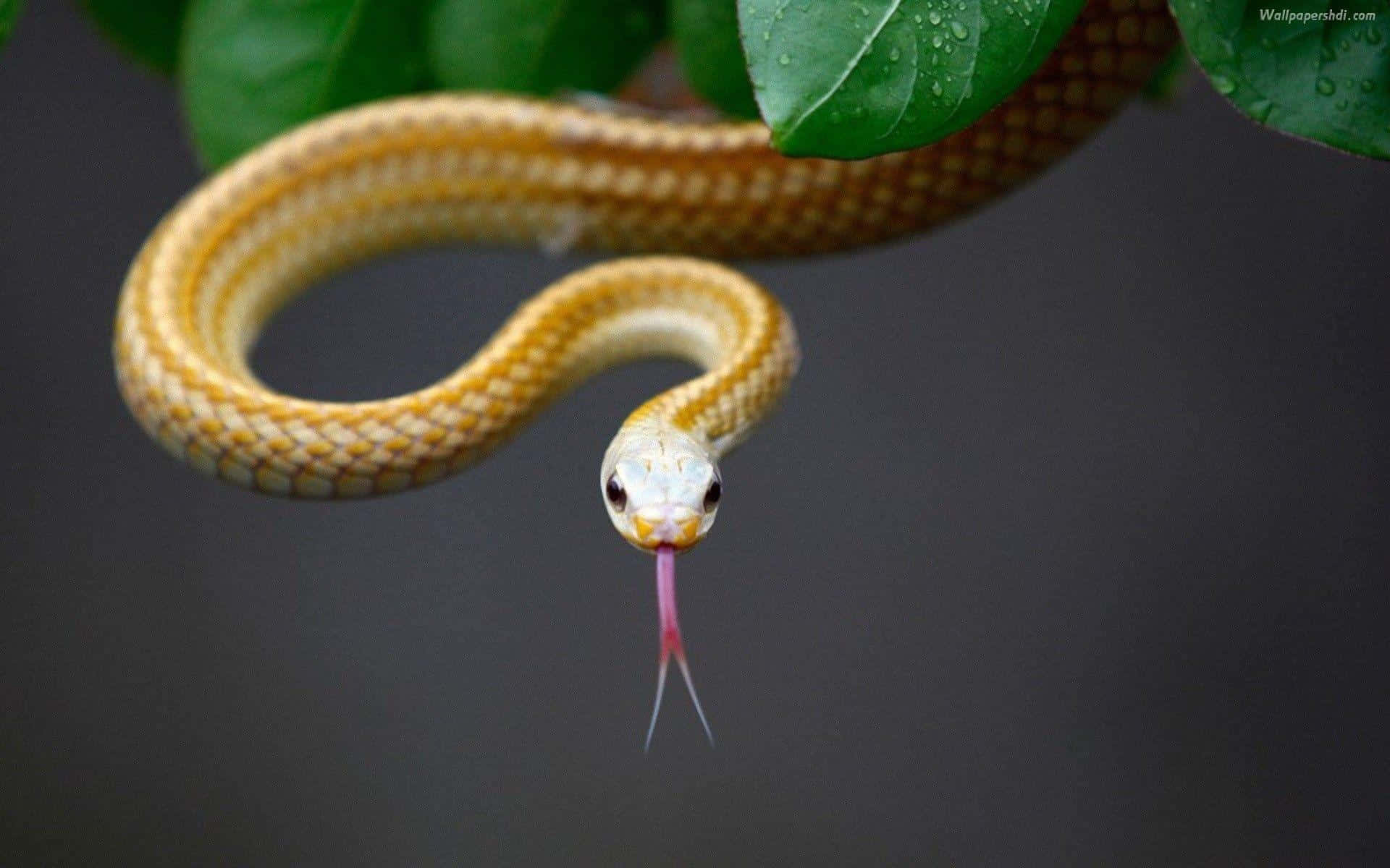 A Snake Is Hanging From A Branch With Leaves