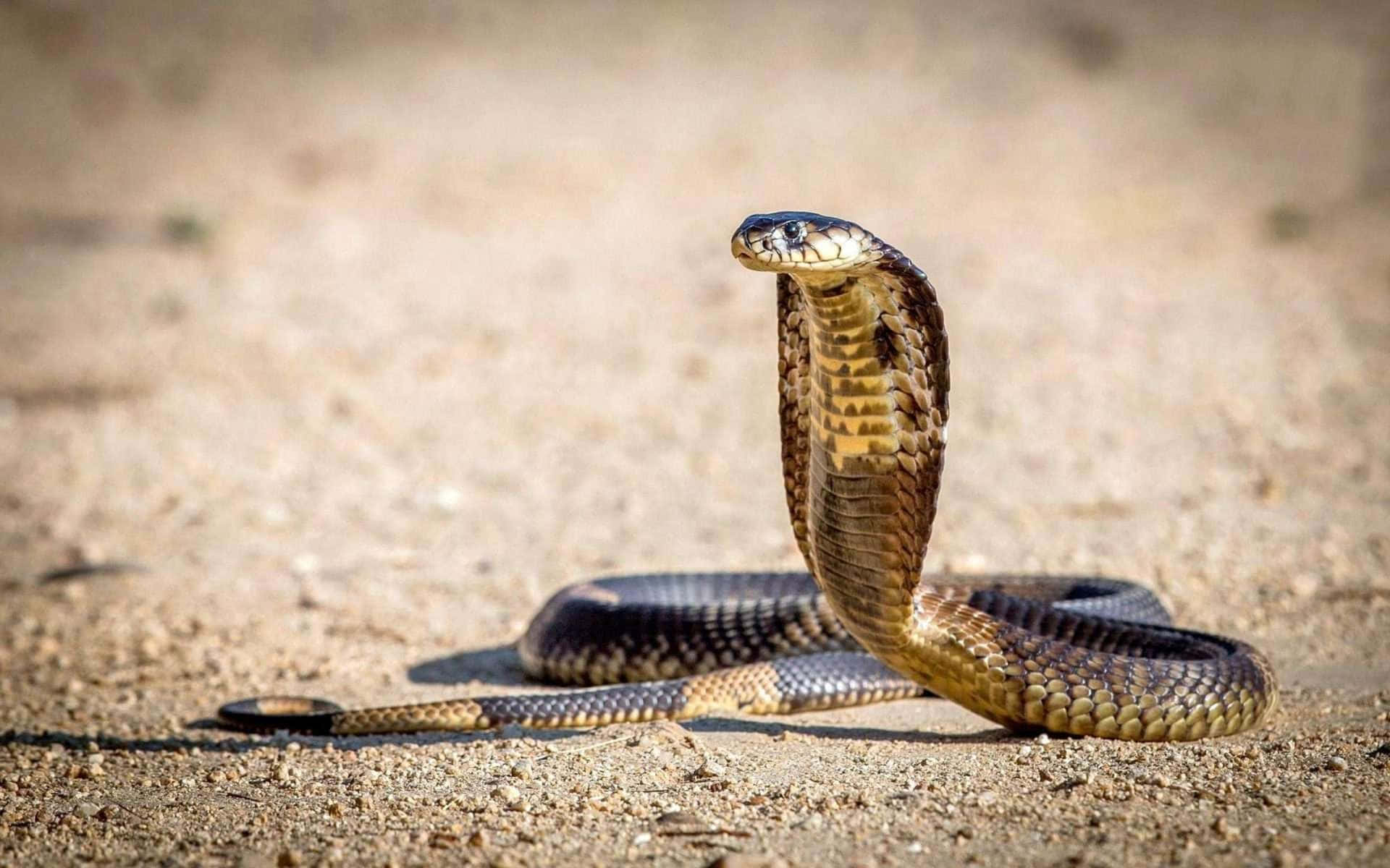 A Startlingly Beautiful Cobra Snaking its Way Through the Grass