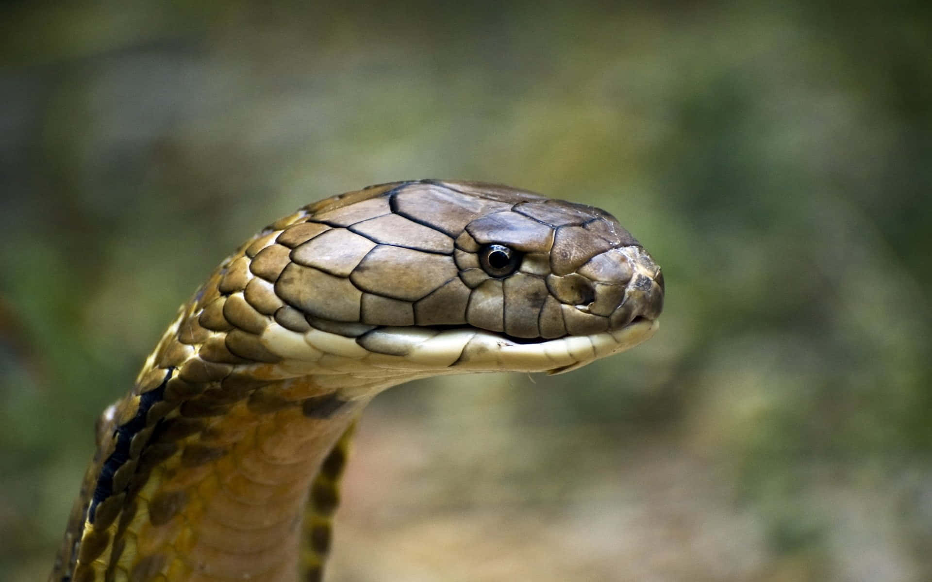 A Deadly Cobra Snake