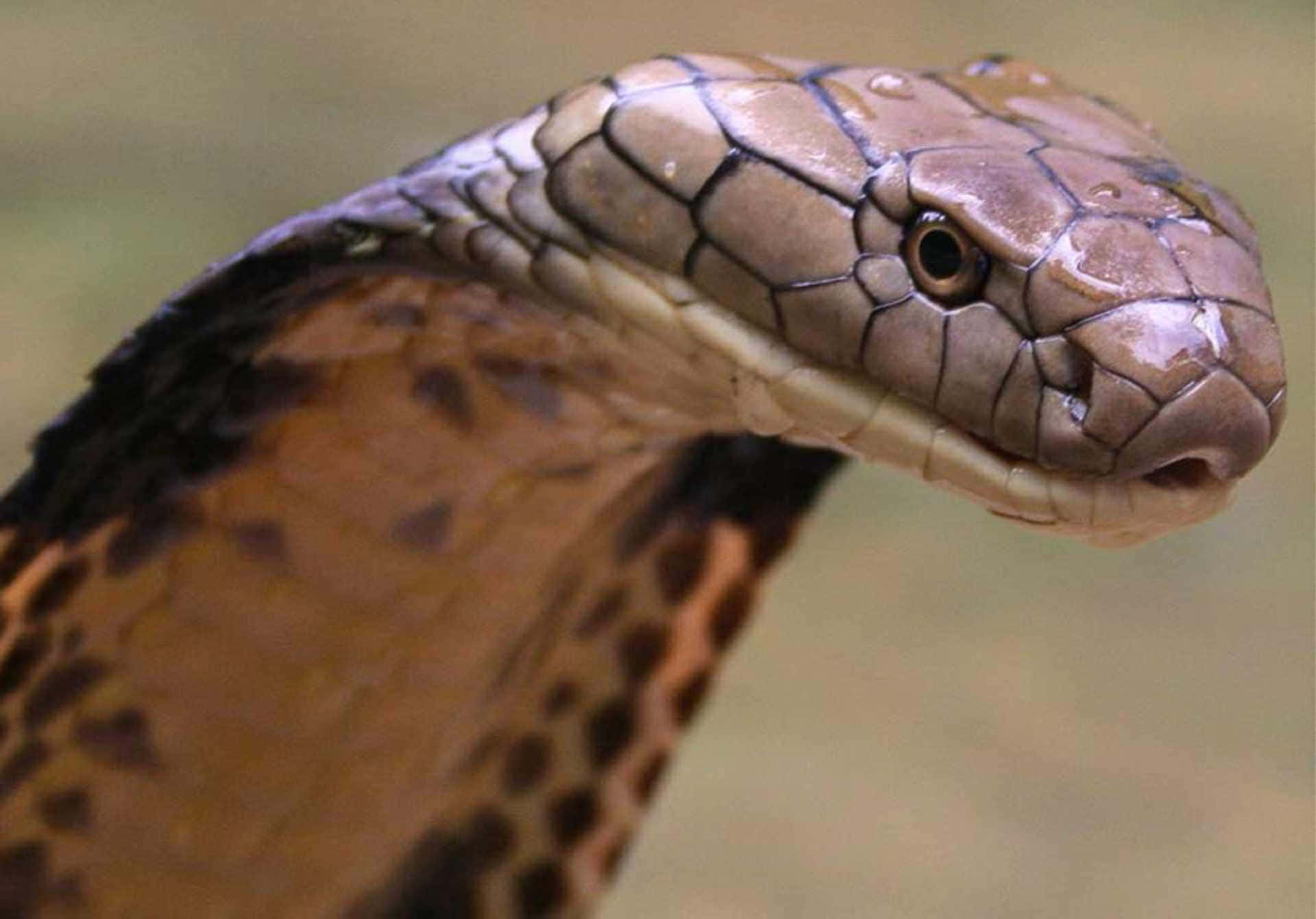 Enmedio Del Ataque: Un Primer Plano De Una Serpiente Cobra