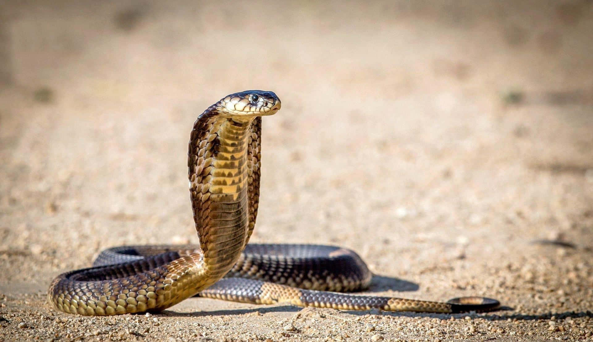 The Mystical Beauty of a Cobra Snake