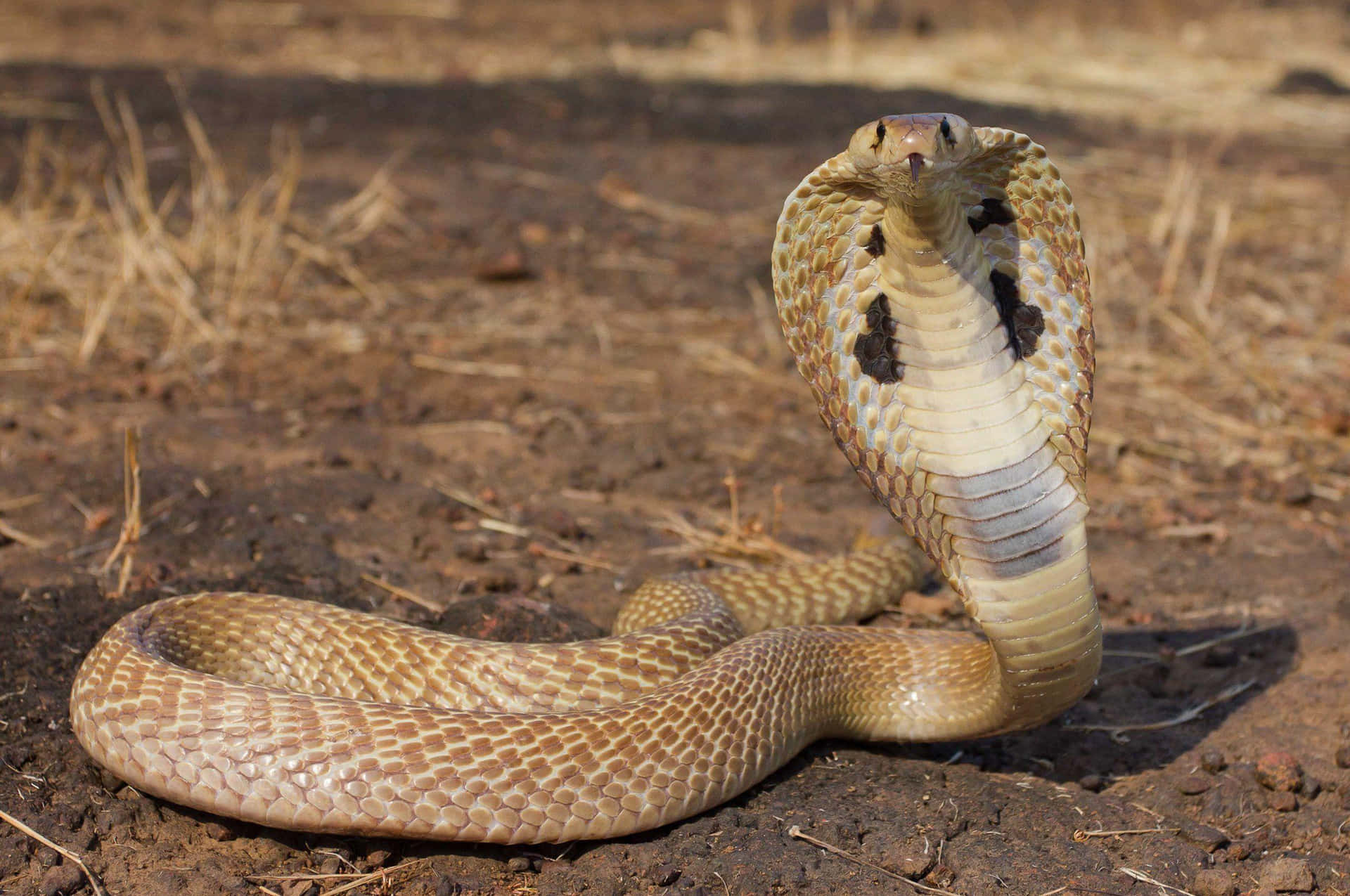 An intimidating Cobra Snake