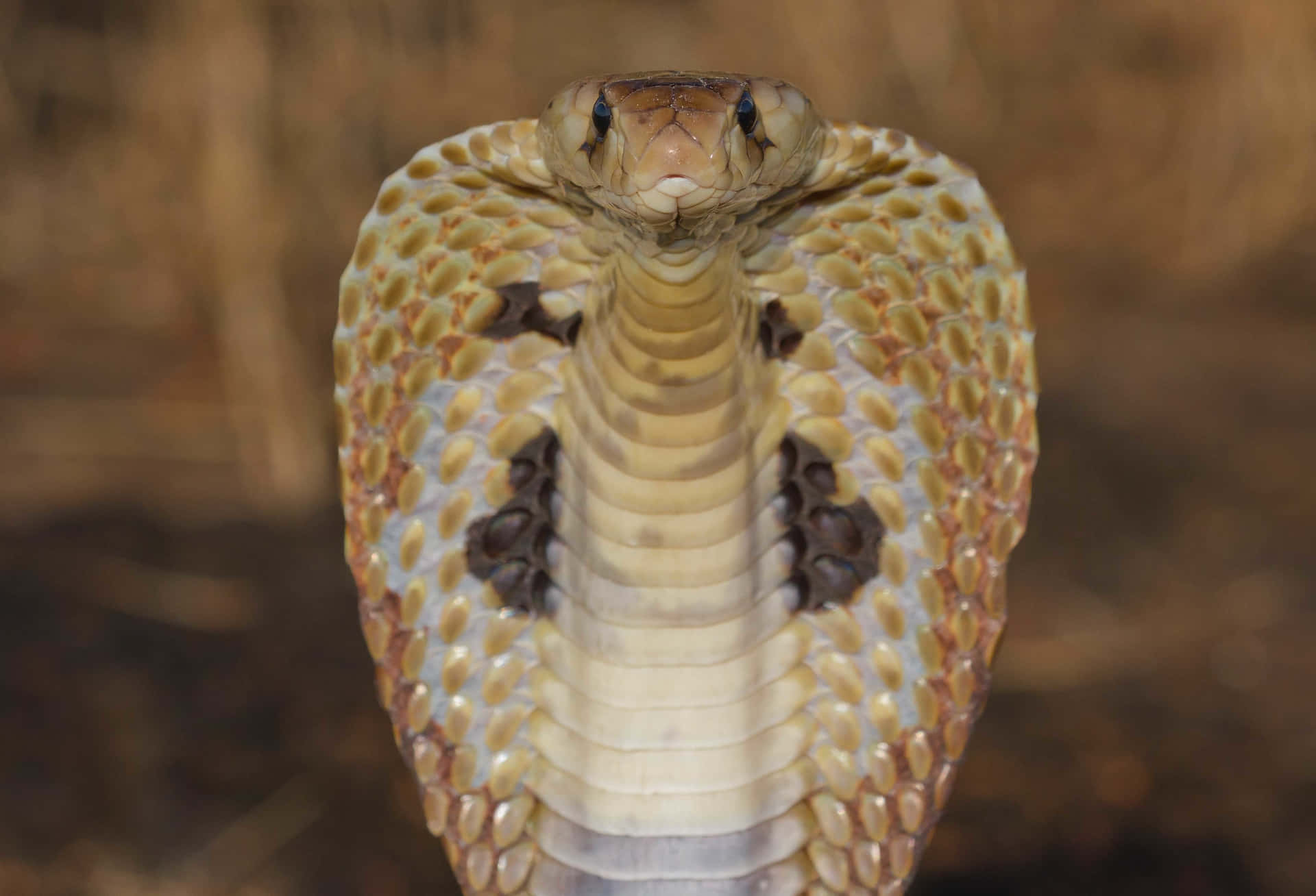 A Close Up Of A Cobra With Its Head Up
