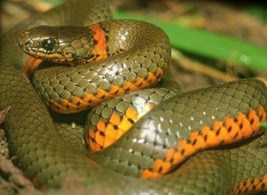 "The Majestic Beauty of a Cobra Snake"