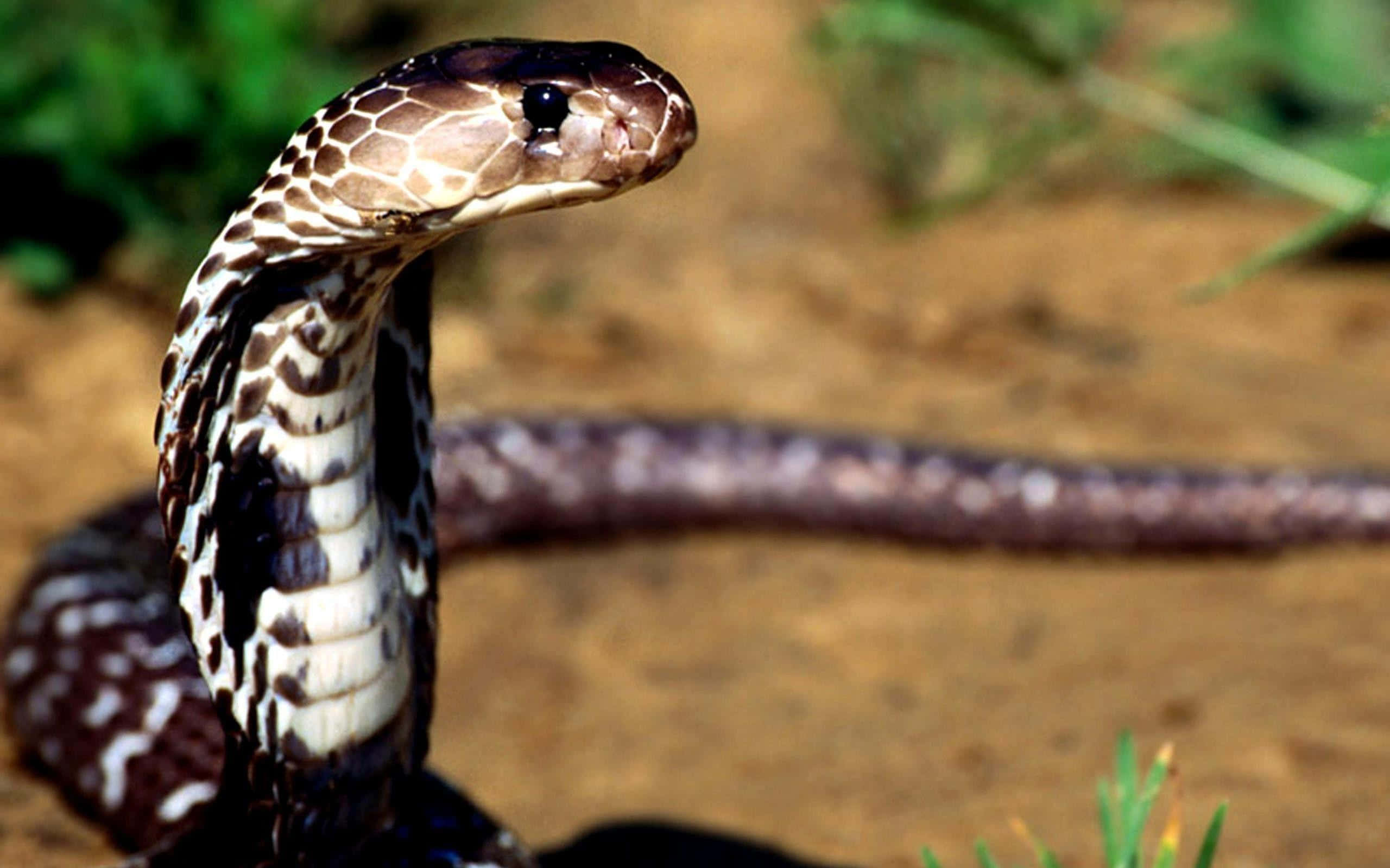A Close-Up of a Shade of Green-and-Black Cobra Snake