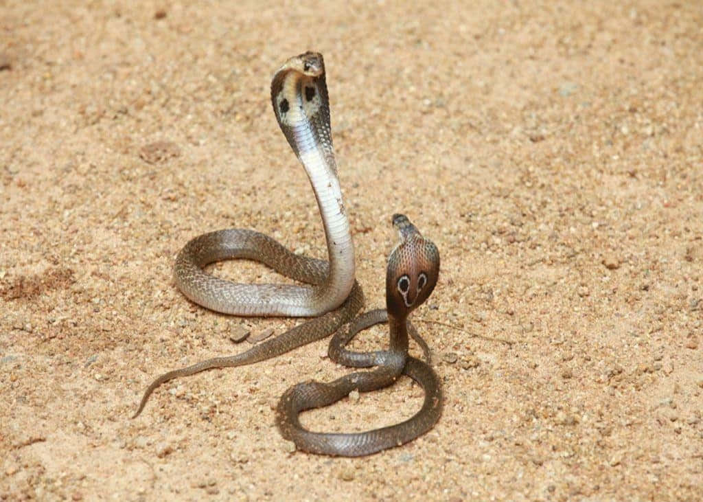 Reticulated cobra snake, displaying an intricate pattern and hood