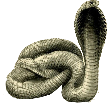 Cobra Snake Raised Hood PNG