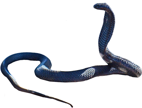 Cobra Snake Rearing Up PNG