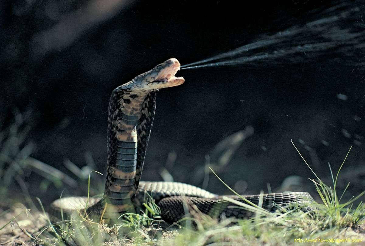 Cobra Spewing Venom From Mouth Wallpaper