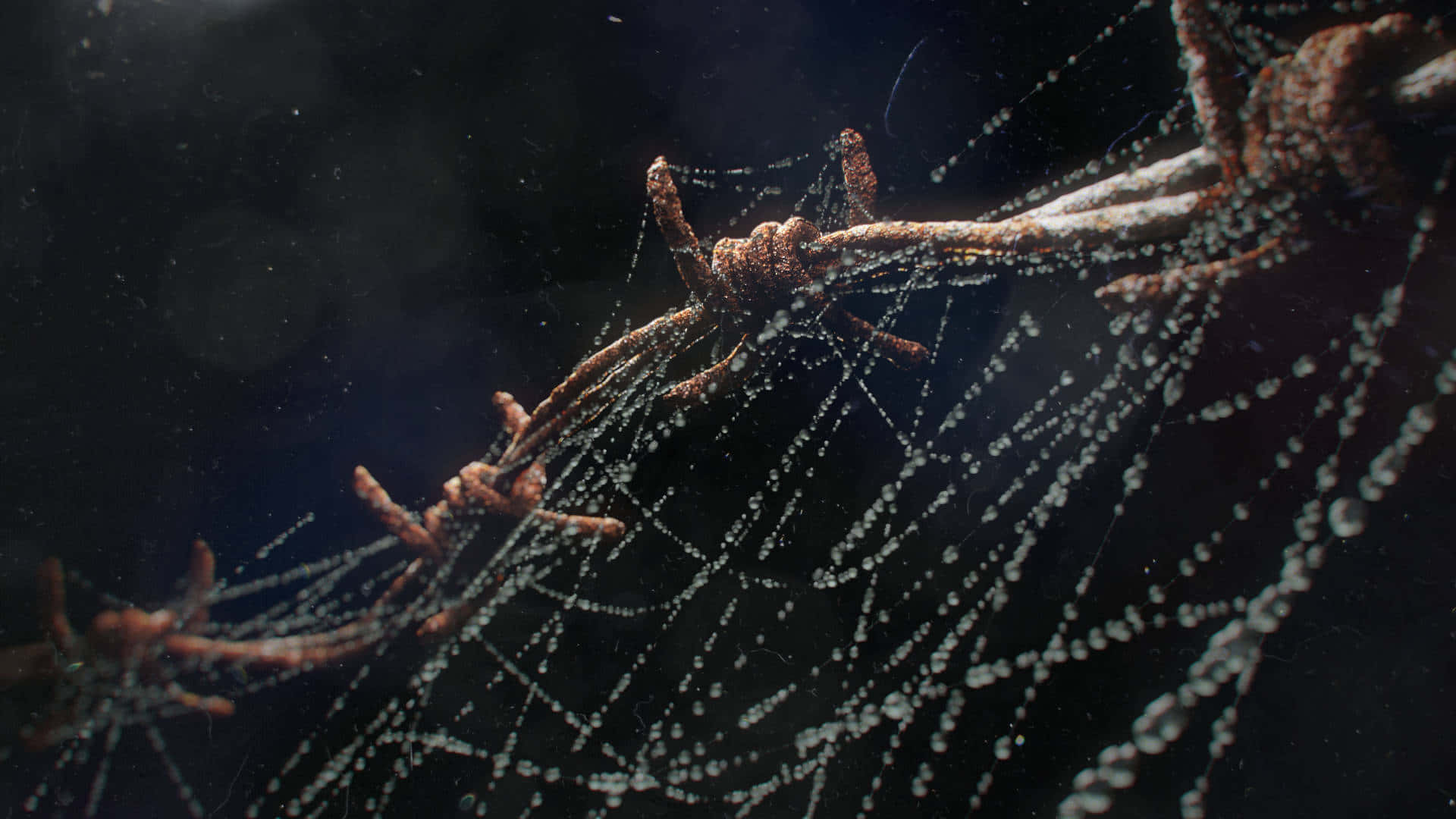 Intricate Cobweb at Sunrise Wallpaper