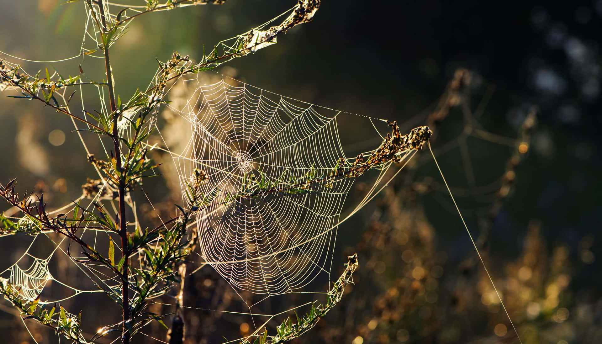 A Beautiful and Intricate Cobweb Display Wallpaper