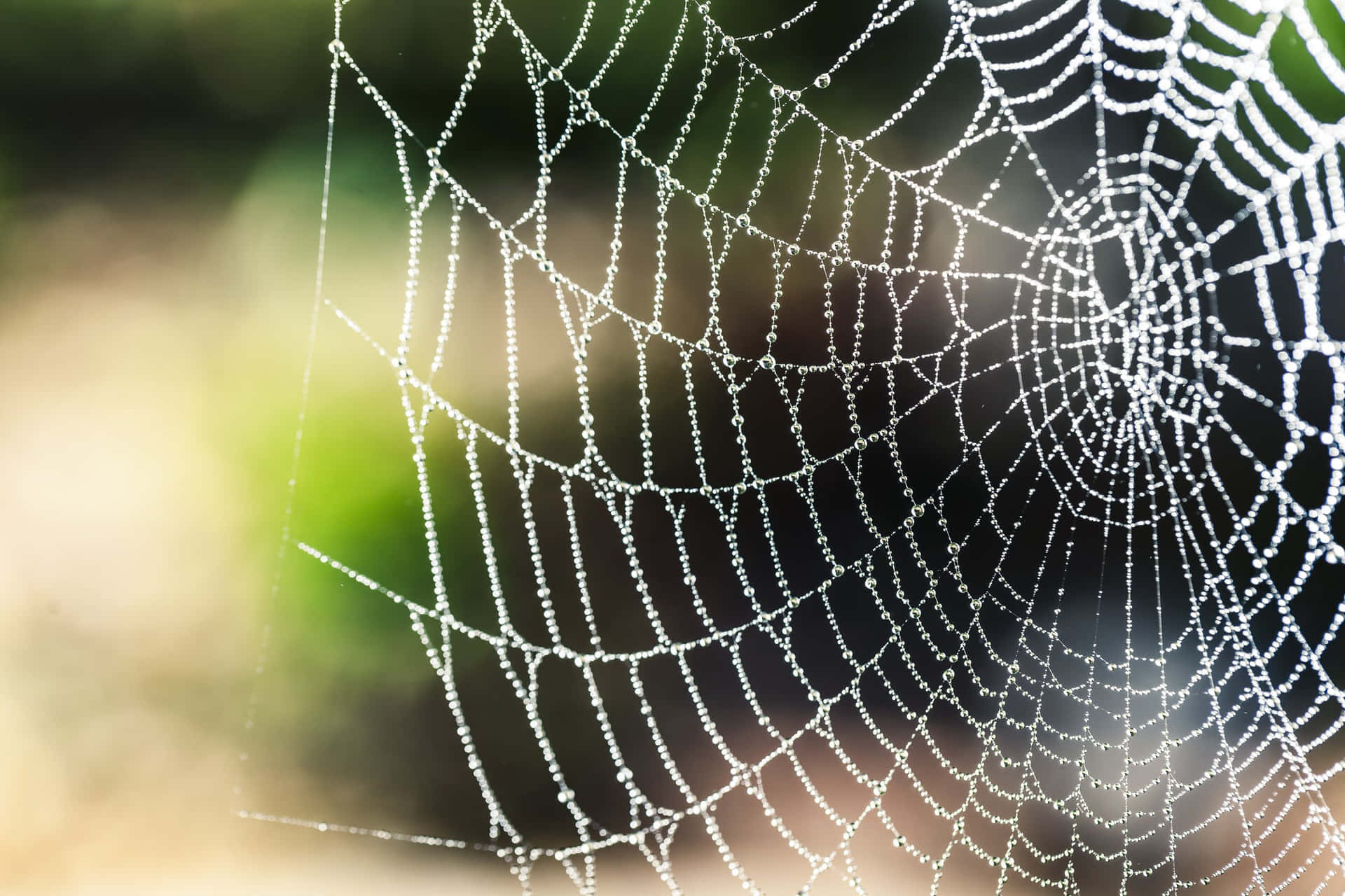 Intricate Cobwebs Glistening in the Morning Light Wallpaper