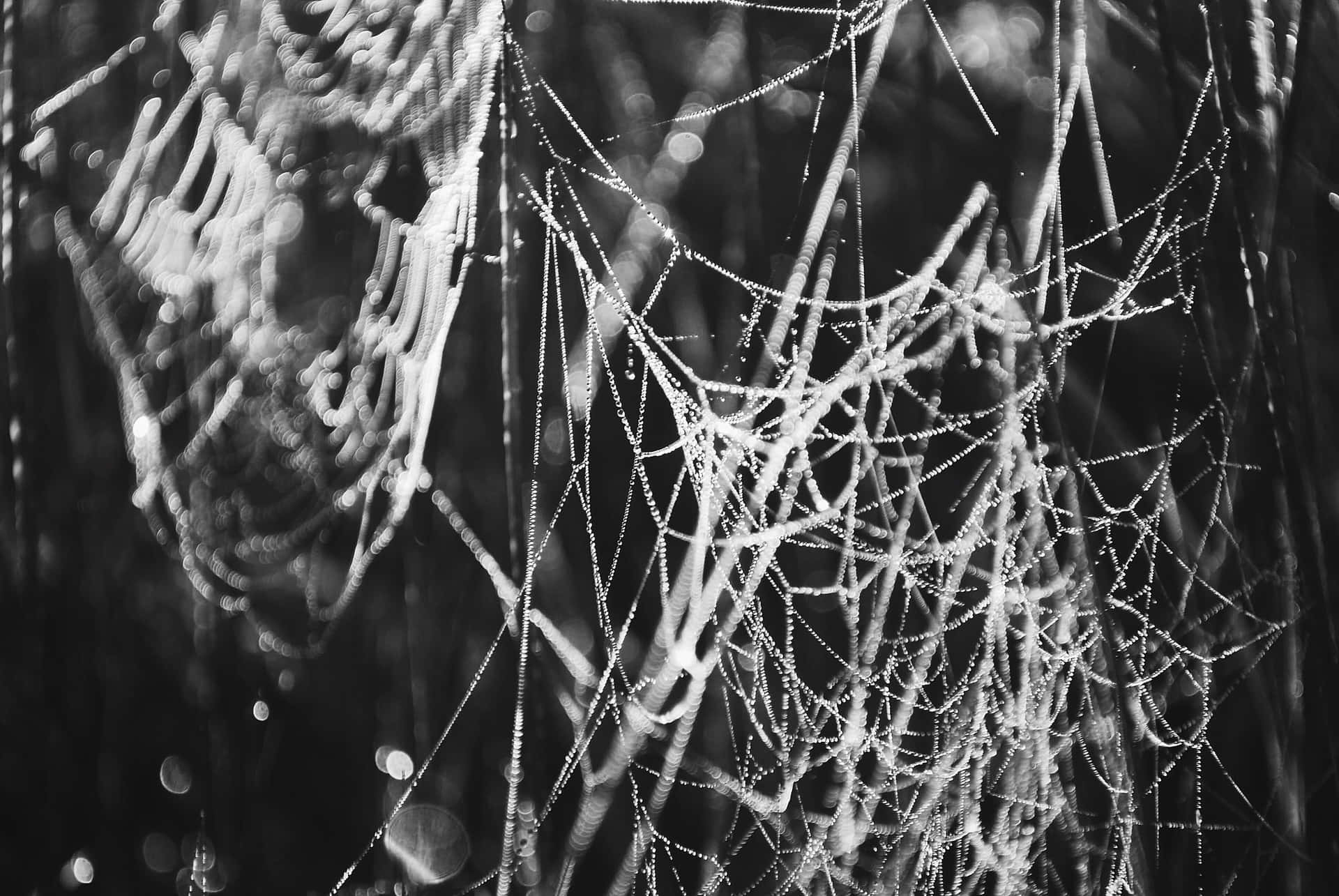 Intricate Cobwebs in Magical Atmosphere Wallpaper