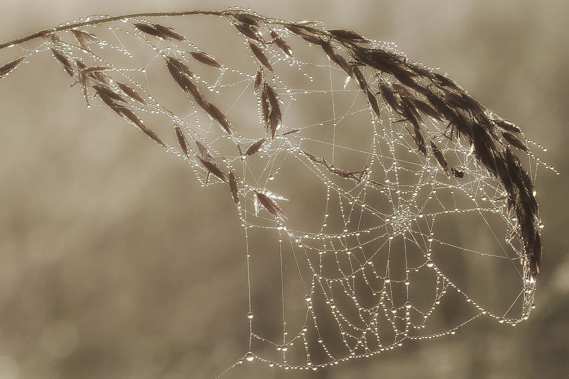 Intricate Cobwebs in Natural Setting Wallpaper