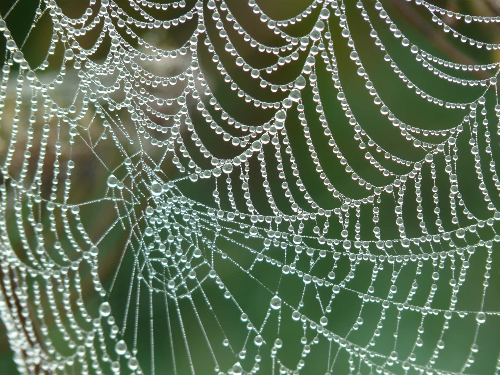 Cobwebs on an Autumn Day Wallpaper
