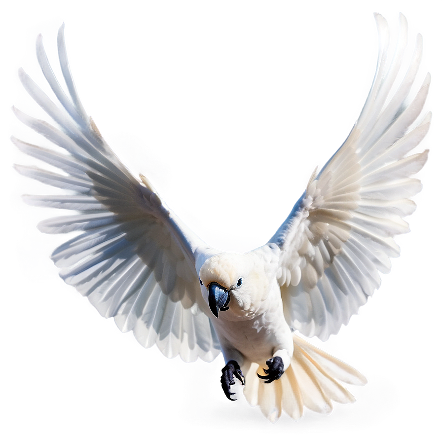 Cockatoo Bird White Png Onk PNG