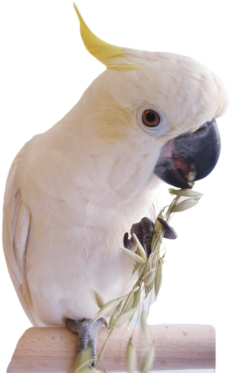 Cockatoo Enjoying Snack PNG