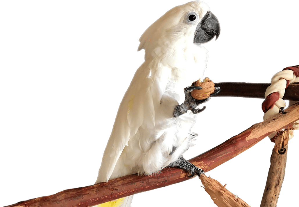 Cockatoo Holding Nut Perch PNG