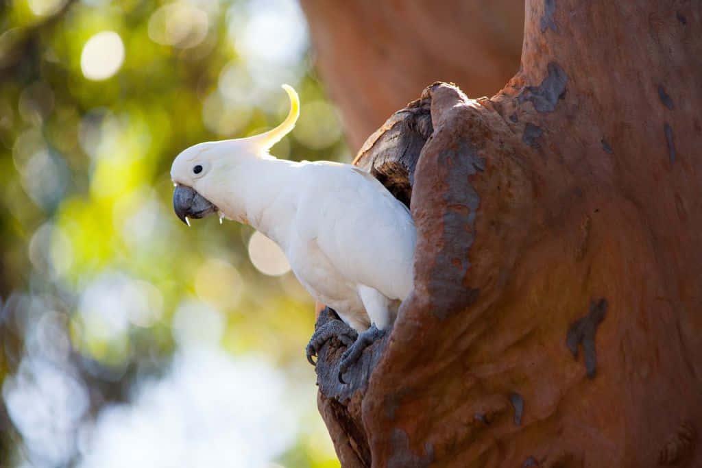 Cockatoo_ Perched_on_ Tree_ Branch.jpg Wallpaper