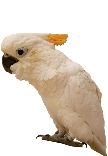 Cockatoo Profile Pose PNG