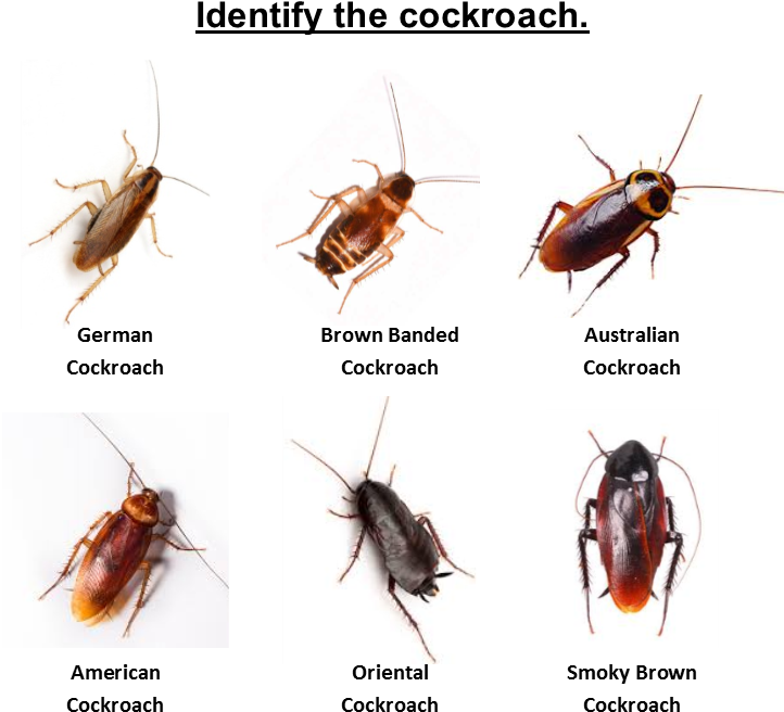 Cockroach Identification Chart PNG
