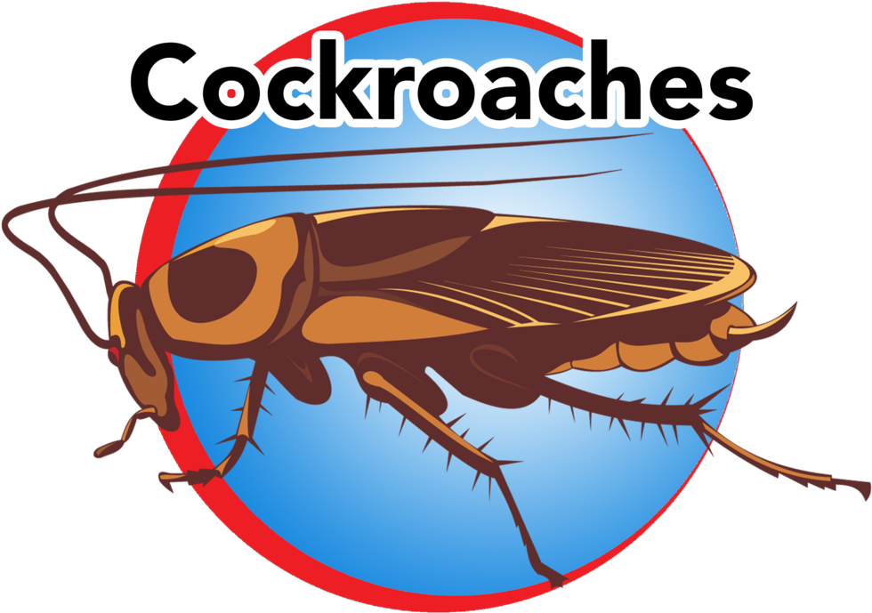 Cockroach Illustration Graphic PNG