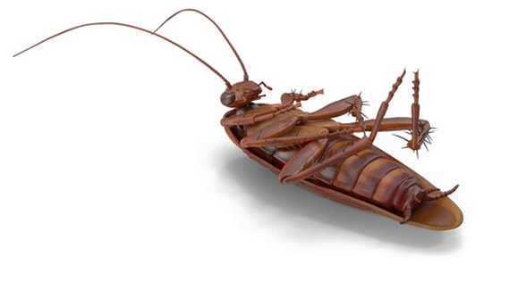 Cockroach Illustration Transparent Background PNG