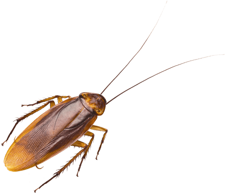Cockroach Isolatedon Blue Background.png PNG