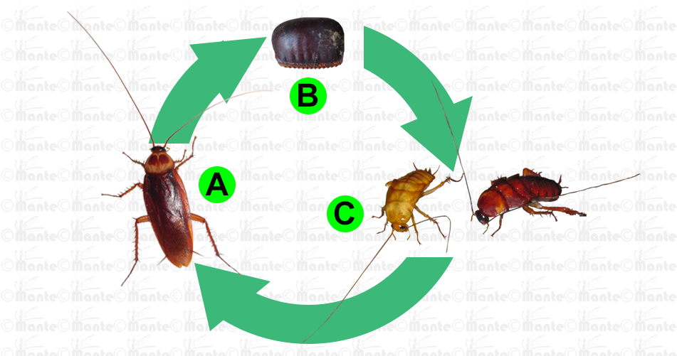 Cockroach Life Cycle Infographic PNG