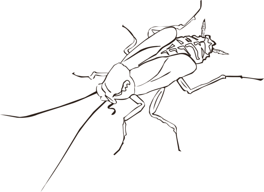 Cockroach Outline Drawing PNG