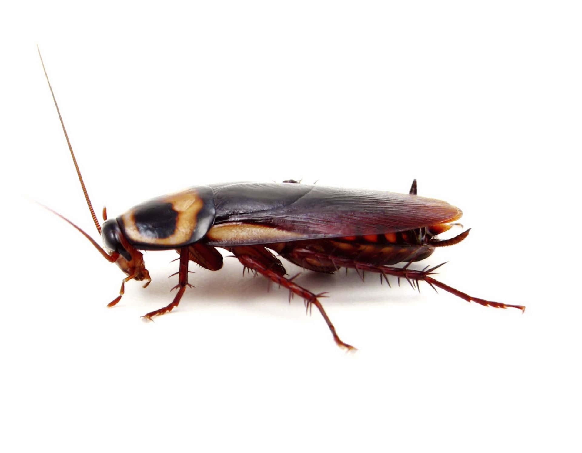 A common species of cockroach in the backyard