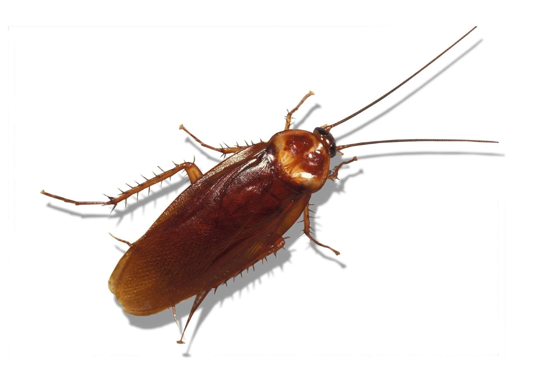 A Brown Cockroach On A White Background