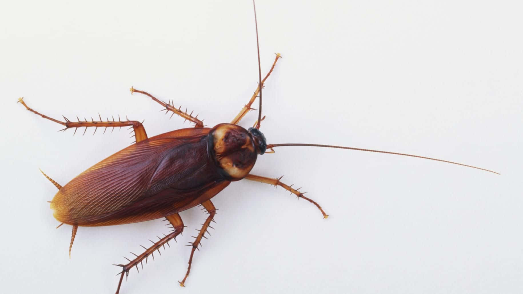 A Cockroach On A White Background