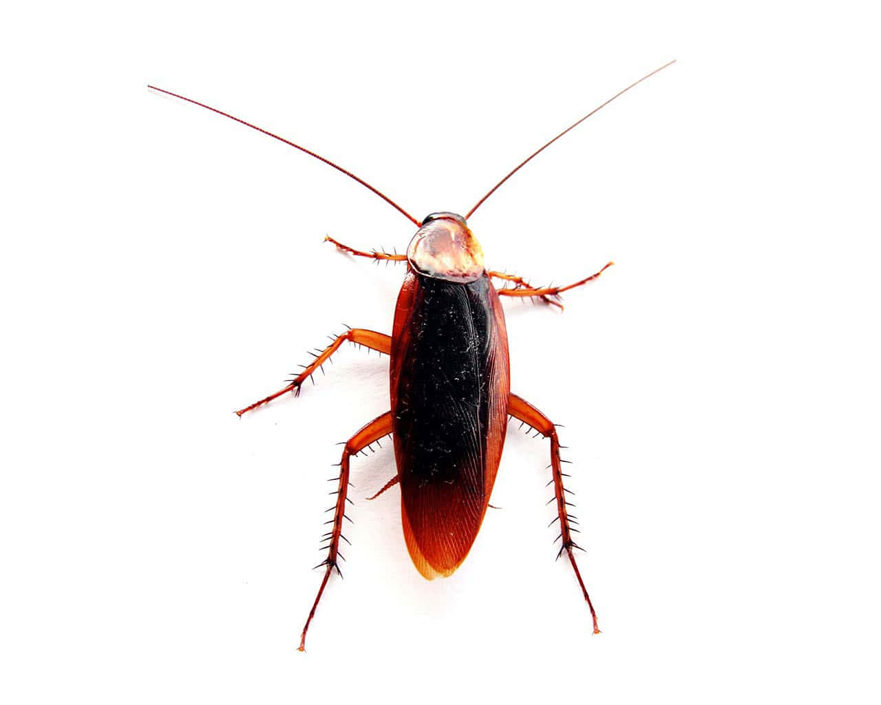 A Cockroach On A White Background